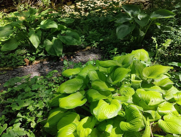 Lush green hosta plants with large textured leaves growing in a shaded forest garden.