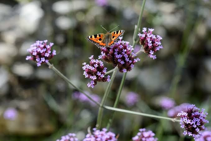 A small tortoiseshell butterfly perches on a vibrant purple Verbena bonariensis flower in a garden.
