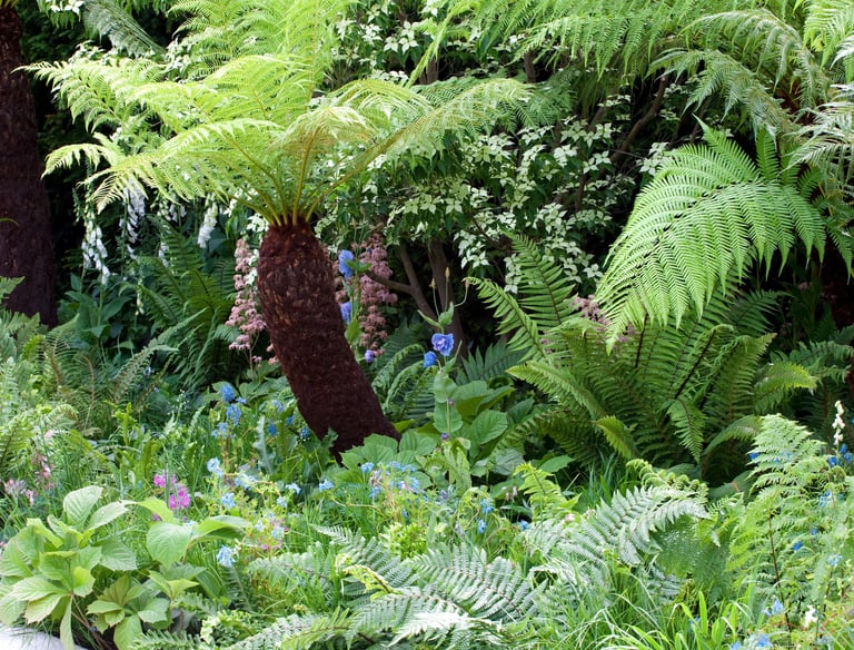Lush woodland garden featuring tall tree ferns, blue poppies, and green foliage.