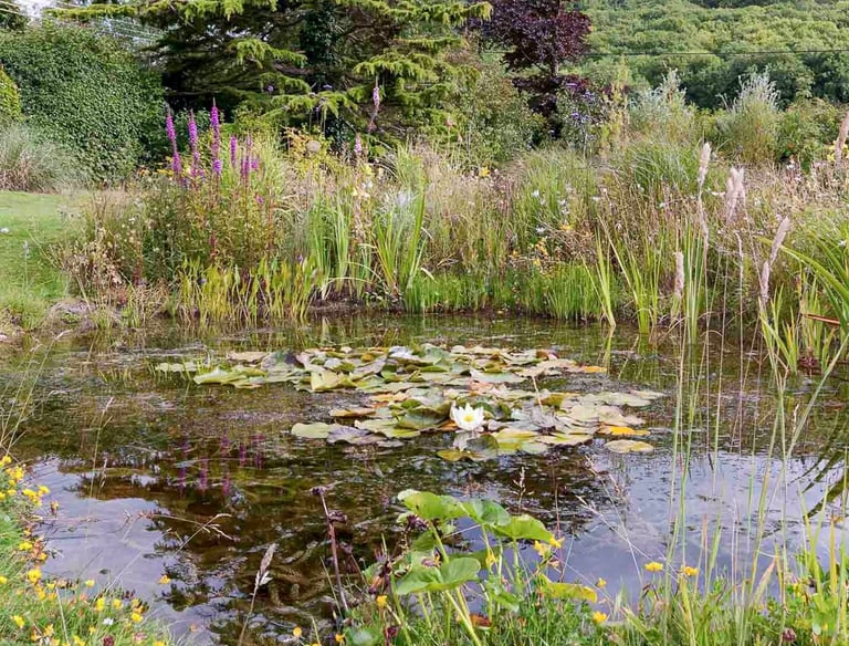 A natural garden pond with white water lilies, lush aquatic plants, and colorful wildflowers.