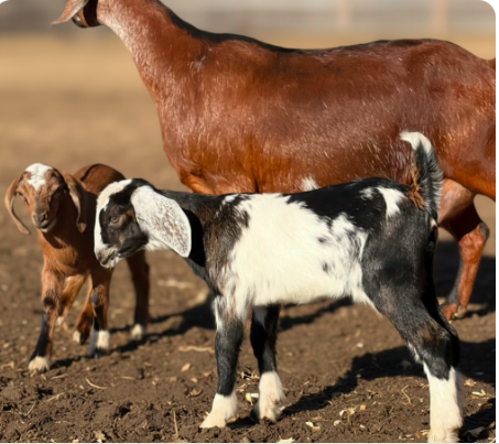 Two Kids playing around outdoors