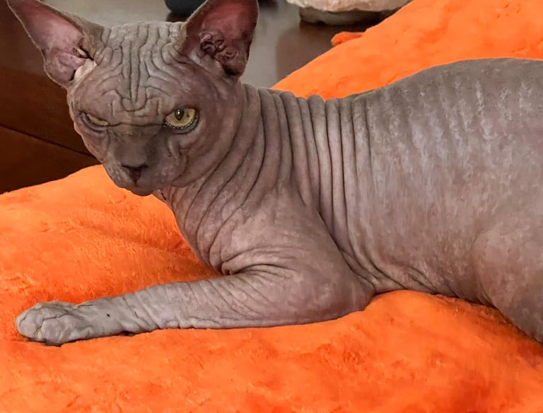 precio gato sphynx