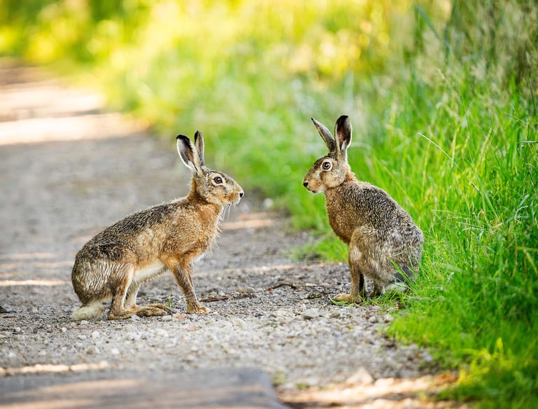 Zwei Hasen sitzen auf einem Weg in der Lüneburger Heide und schauen sich an Foto: Philipp Geisler