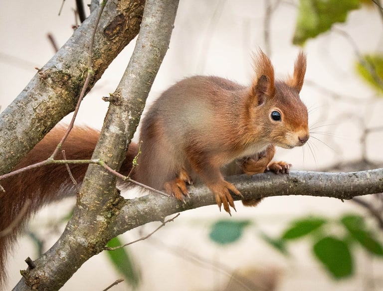Eichhörnchen schaut neugierig hinter einem Ast hervor.