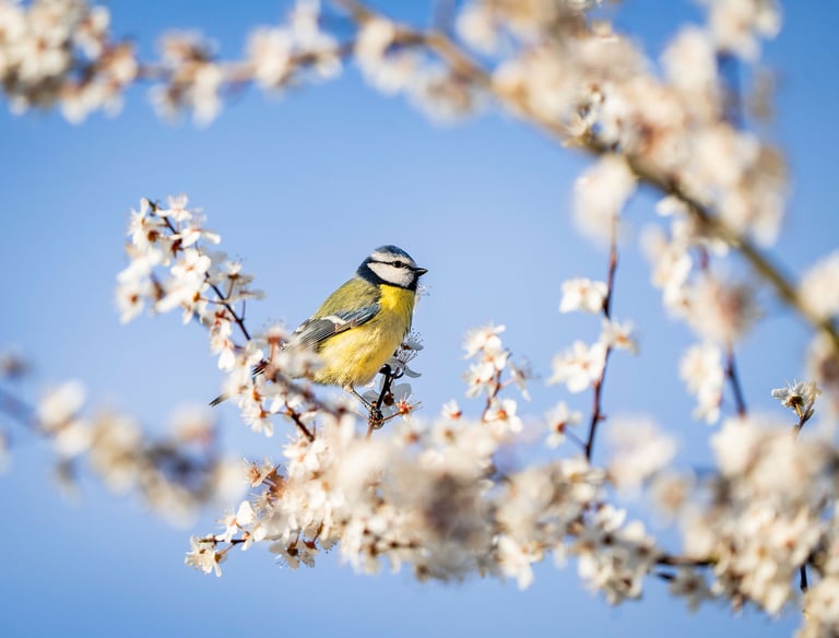 Eine Blaumeise sitzt auf einem frühlingshaften Strauß mit vielen Blüten Foto: Philipp Geisler