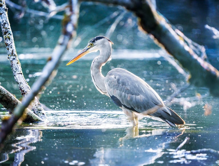 Graureiher sucht an einem frostigen Wintertag am Gewässer nach Fisch