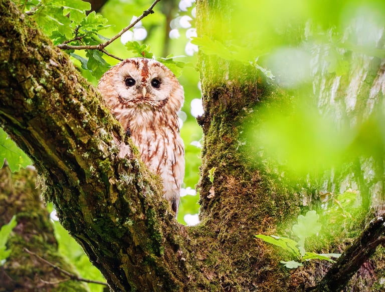 Waldkauz sitzt auf einer alten Eiche im Wald