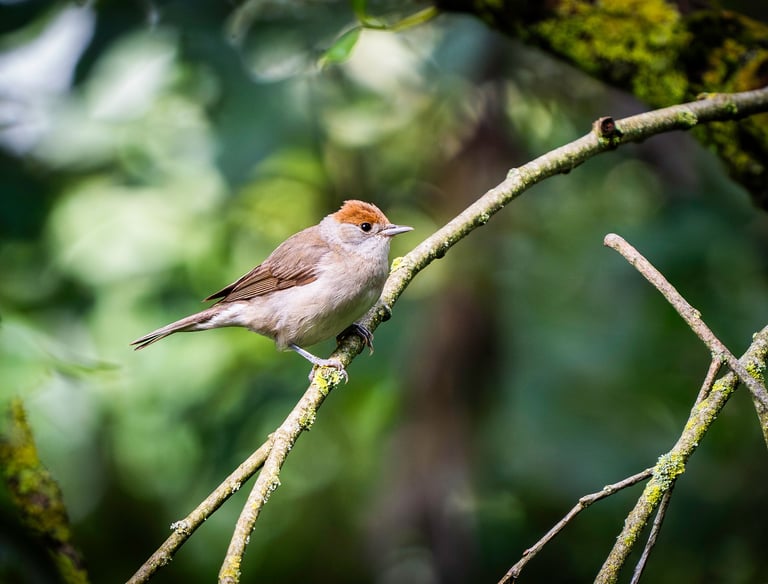 Weibliche Mönchsgrasmücke mit orangebrauner Haube sitzt auf einem Zweig, im Hintergrund grünes Bokeh