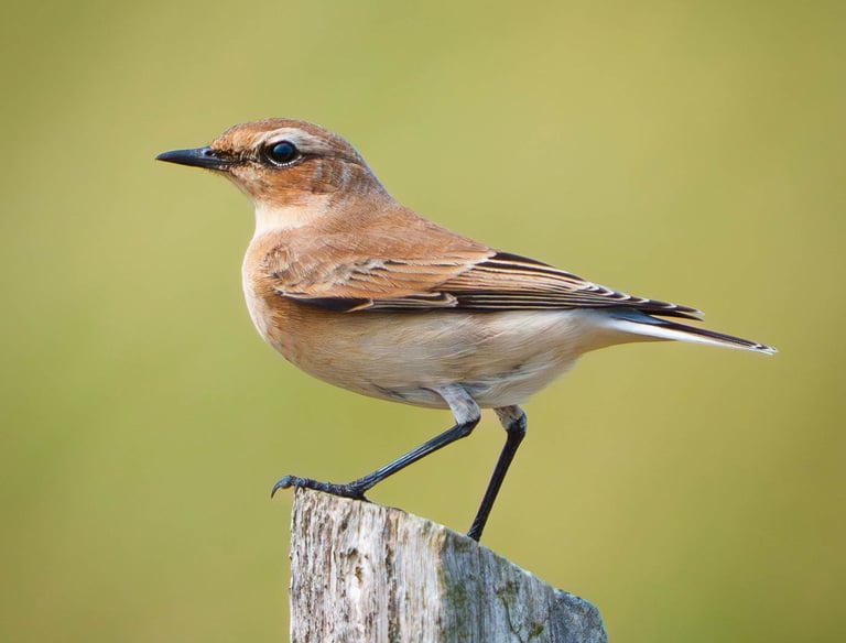 Steinschmätzer sitzt elegant auf einem Zaunpfahl.
