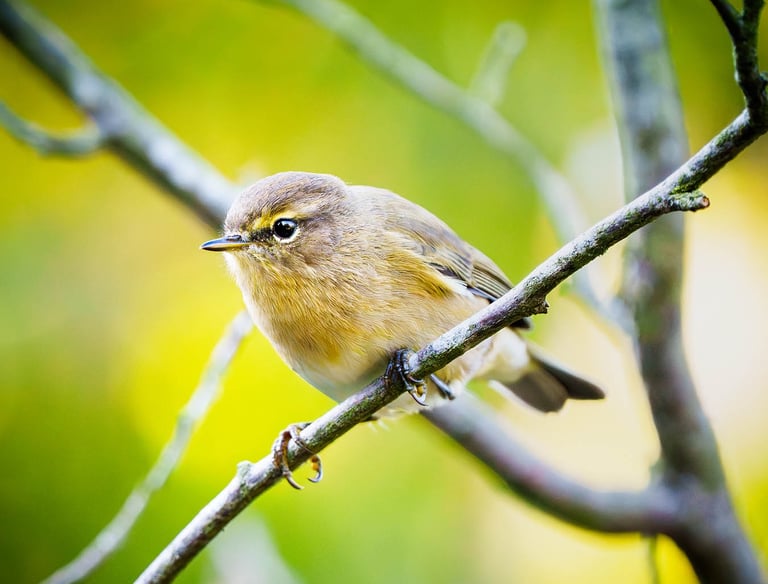 Zilpzalp sitzt auf einem Zweig vor abendlicher Stimmung.