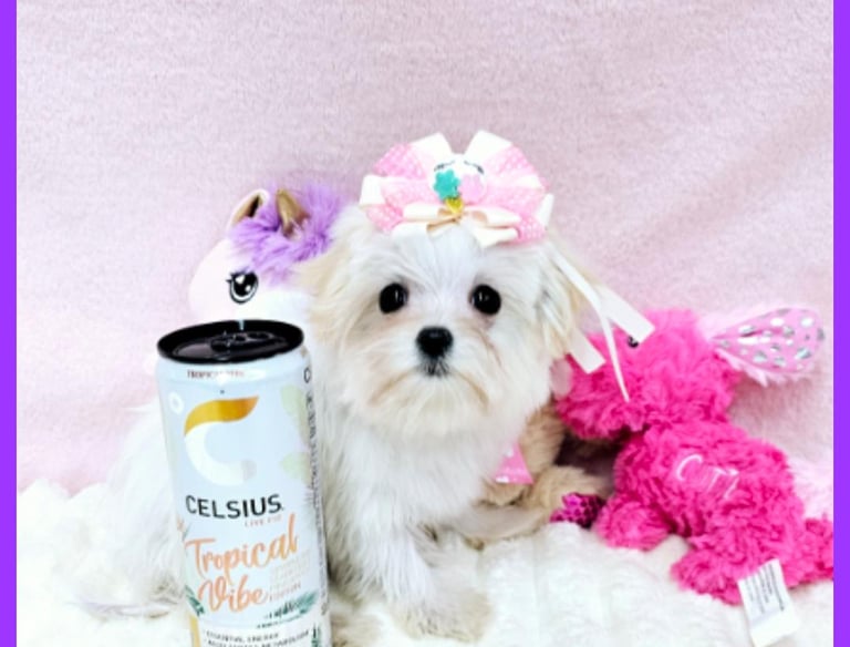 Picture Perfect Puppies for Sale