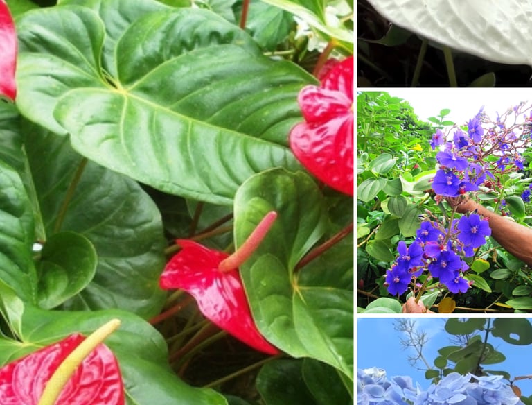Montreal Gardens Tour with Trubb Taxi Tours SVG