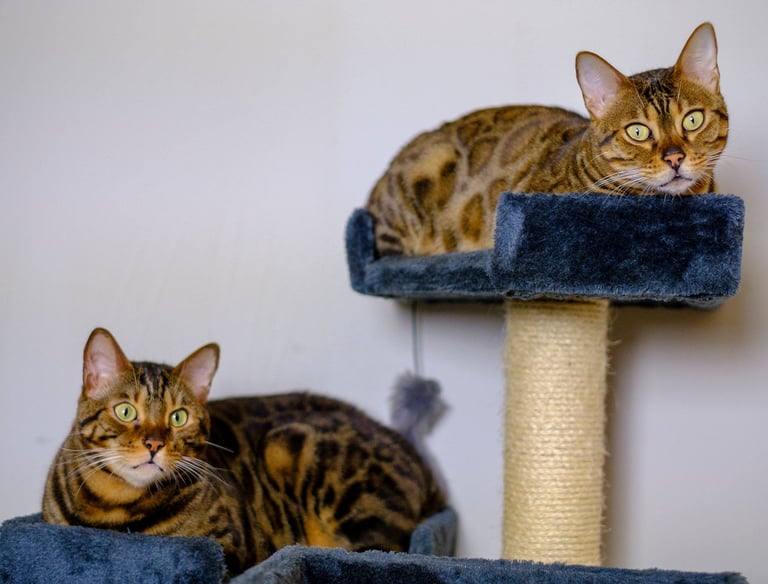 Gato Bengalí