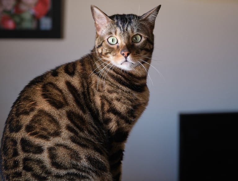 Gato Bengalí