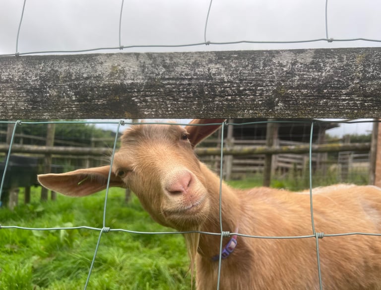 A Golden Guernsey Goat