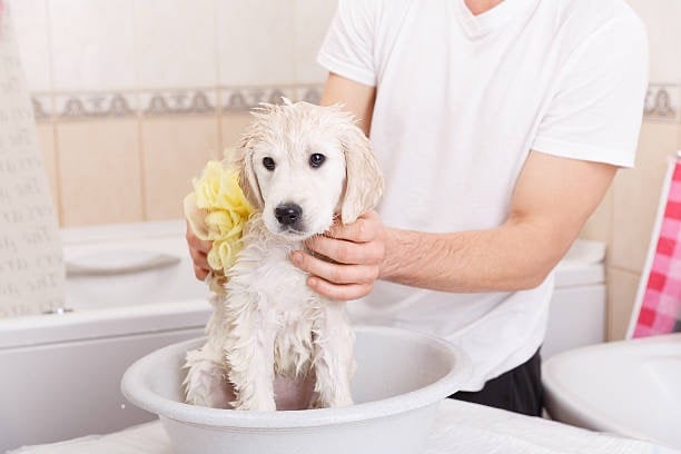 Early care and development info Puppies