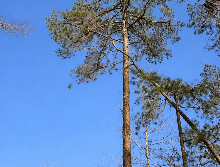 Hazard Limbs & Tree Over home in Counce, TN