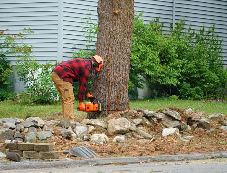 Owner Will Vanhoose removing a tree