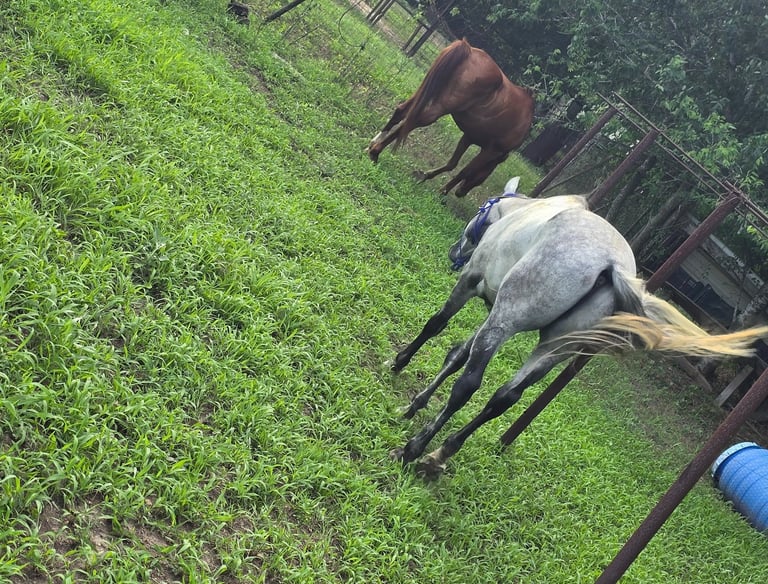 2 horses one white one bay on grasses area