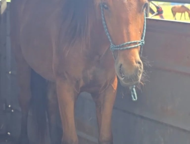 Young horse in a trailer with a harness on