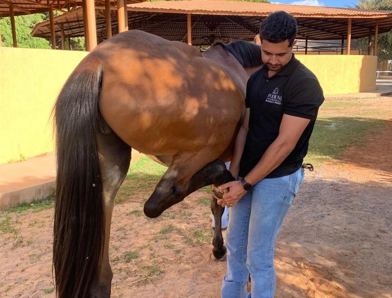 Saúde, desempenho e bem-estar de cavalos atletas monitorados de perto