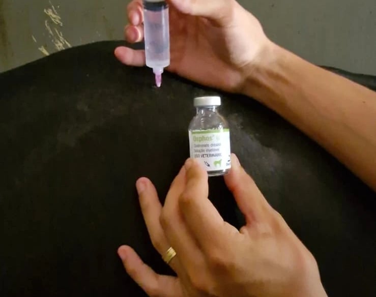 Diagnóstico veterinário preciso para cavalos de alto valor genético