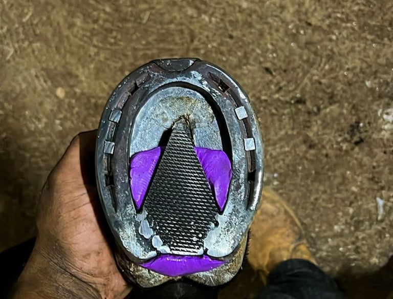 Medicina veterinária equina voltada a cavalos esportivos e reprodutores