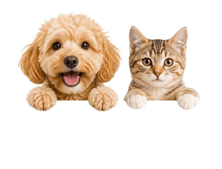 Un adorable y esponjoso cachorro de goldendoodle y un gatito atigrado asomándose juntos
