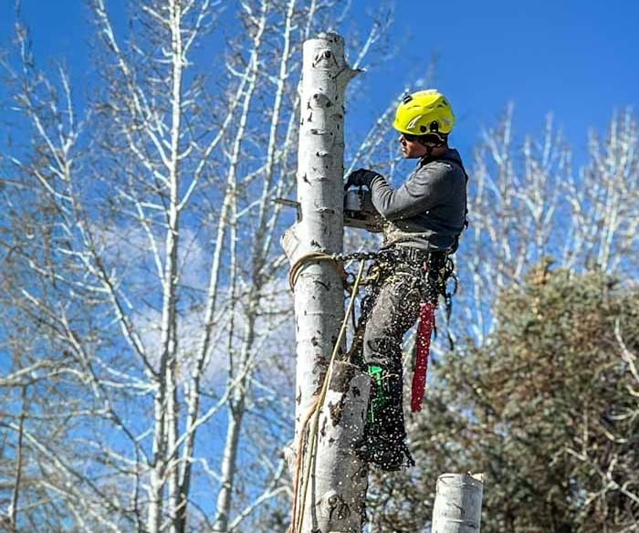Professional tree removal and arborist cutting services in Grand Junction, CO.