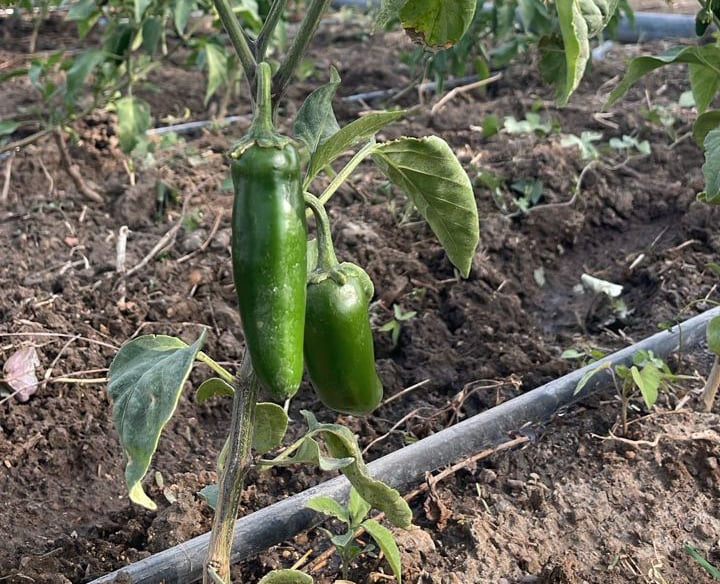 Fresh green jalapeño peppers growing on a plant in an organic garden with drip irrigation.