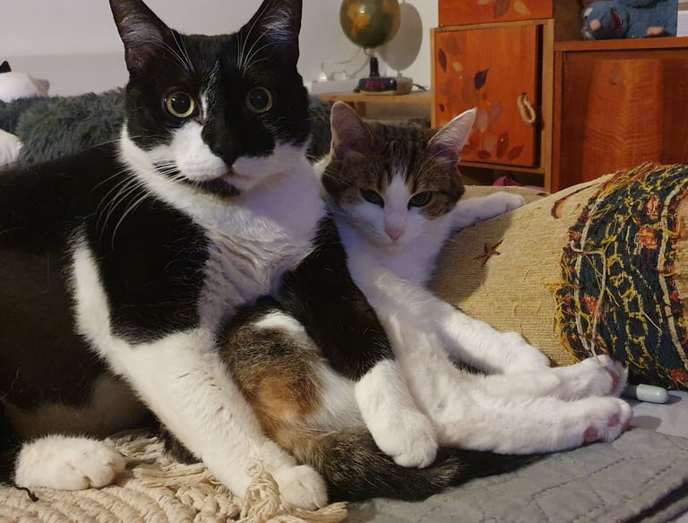 Minou the boss and the one who loves him, Titi La Belle!