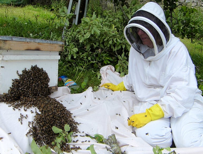 Swarm of bees ,moving from a tree into a hive.