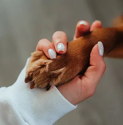 pet funerals