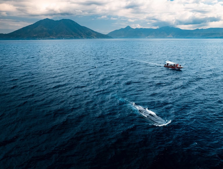 whale watching in alor