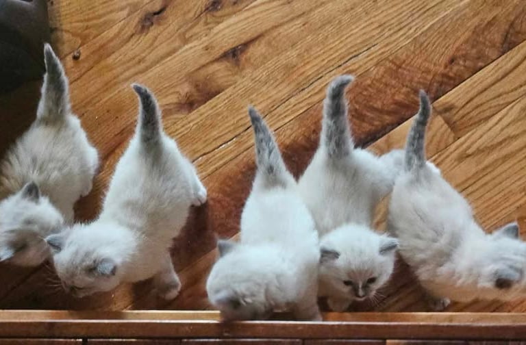 litter TICA registered ragdoll kittens