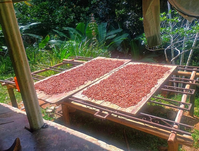 Tour de cacao cerca a Santa Marta en Don Diego Sierra Nevada de Santa Marta