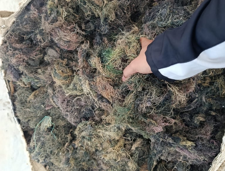 Dried Gracilaria seaweed 15% moisture and 3% impurity for agar-agar and Agriculture production