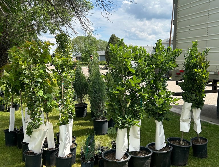 tree delivery in edmonton, alberta