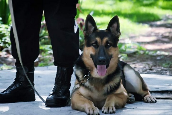 agent de sécurité avec son chien : service de sécurité et de gardiennage a agadir