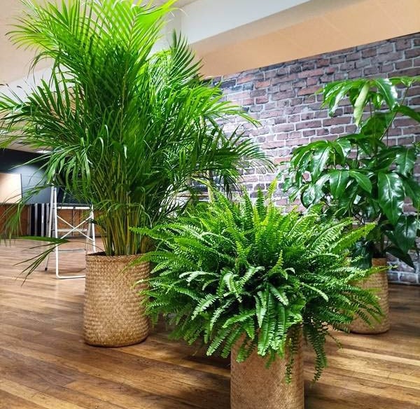  location de plantes et de la décoration végétale