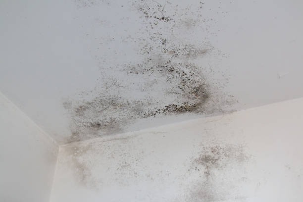 air quality testing mold testing