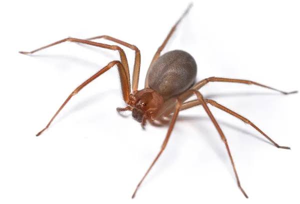 aranha marrom