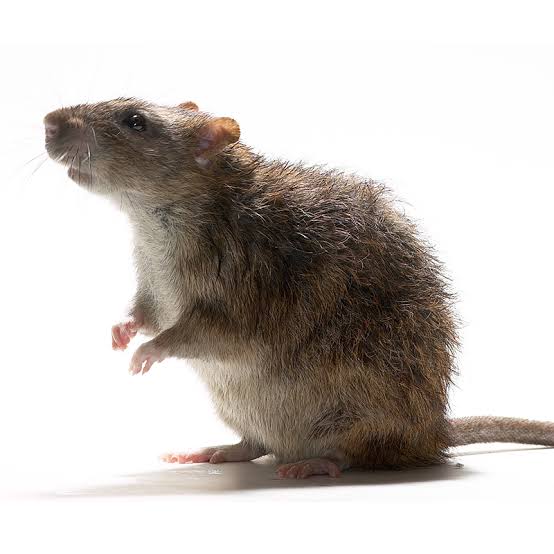 ratazana