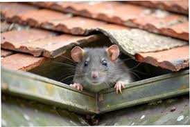 rato de telhado