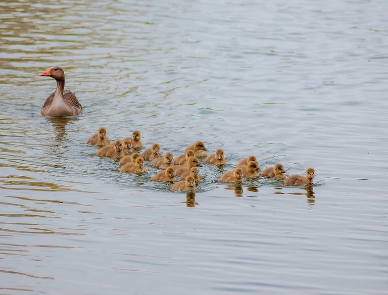 une maman cane veille sur ses petits canetons