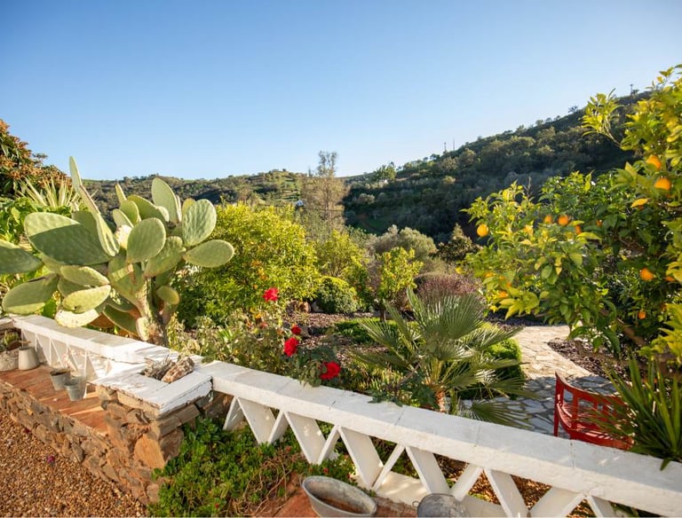a view of a garden with a cactus plant in the foreground