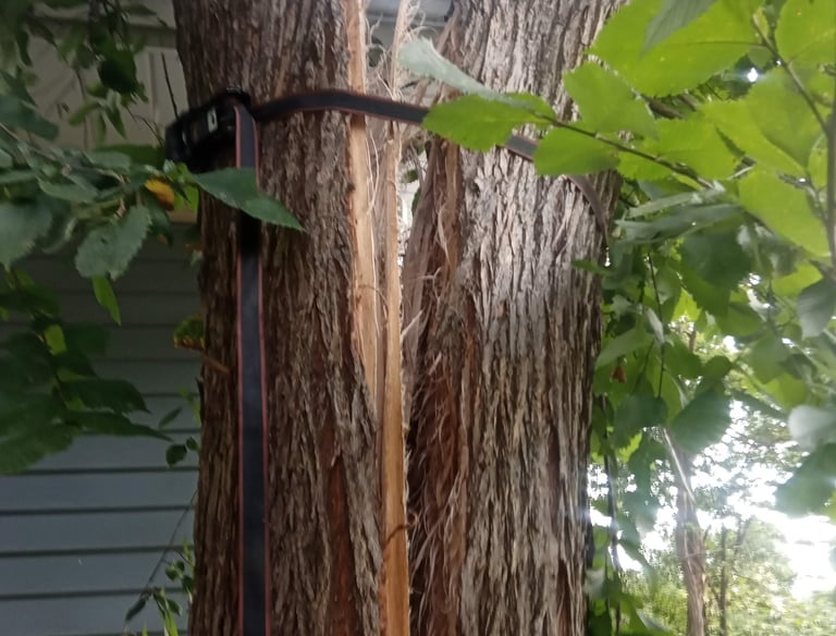 Thunderstorms with high winds split this tree.