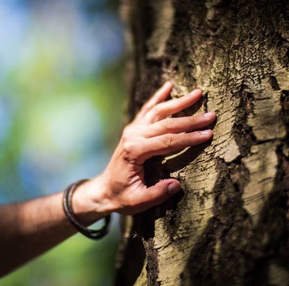 Consultant services include careful inspection of your trees.