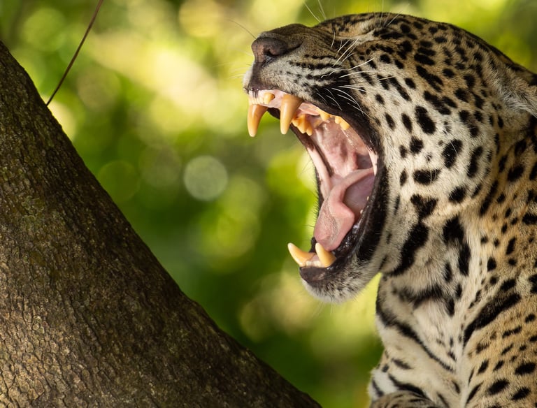 Jaguars in Pantanal, Jaguar jaw