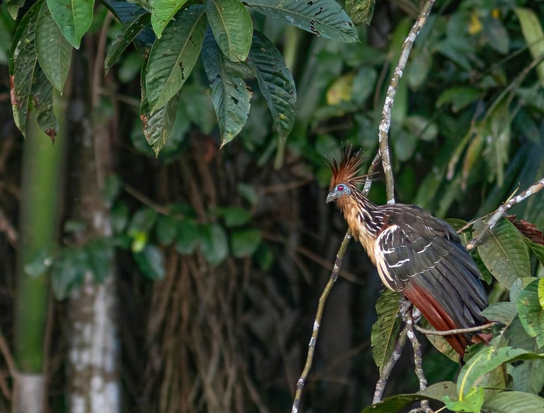 a Hoatzin perched on a tree branch in a tree